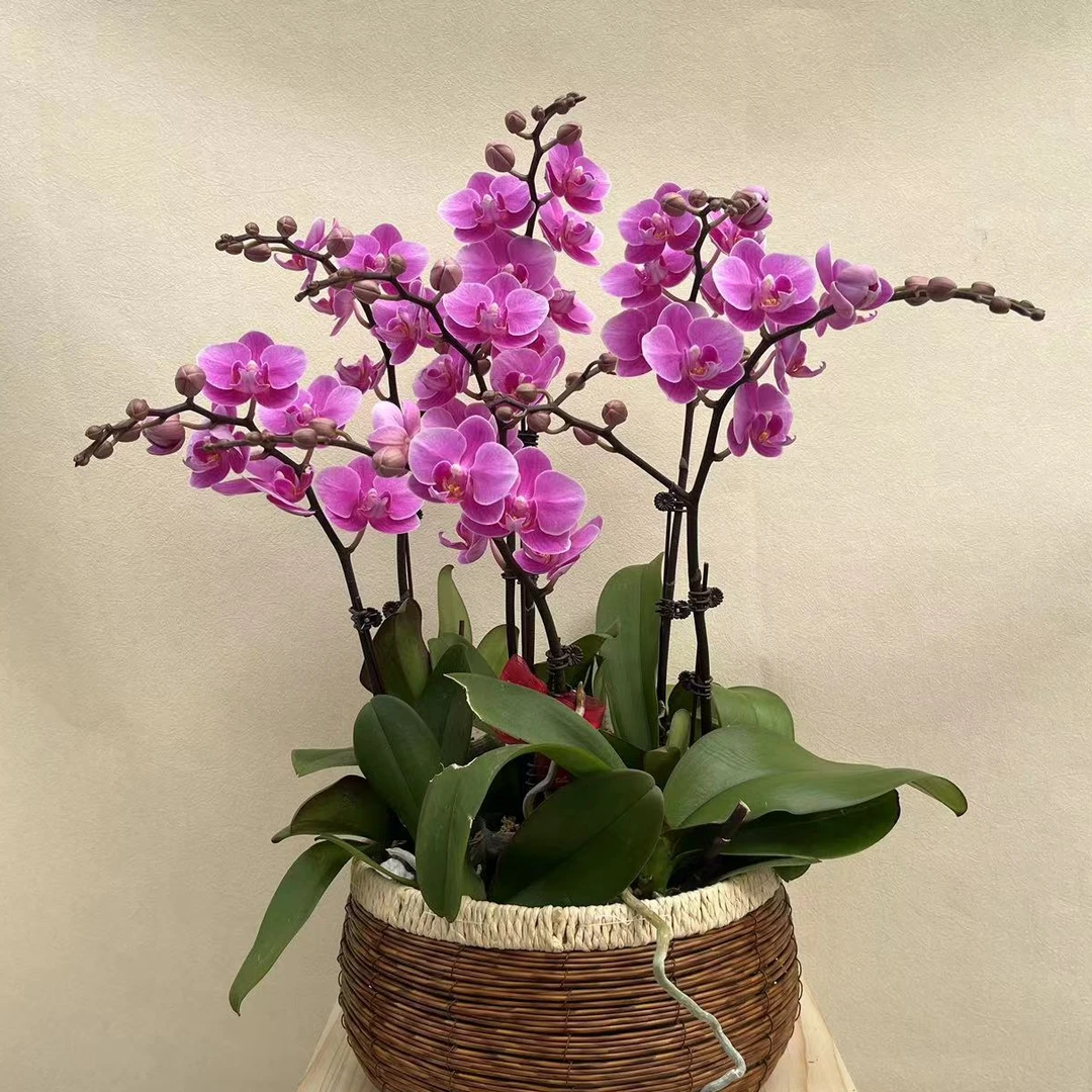 鲜花蝴蝶兰【紫霞仙子】浪漫基地发货单花剑优品花居家室内观赏花卉