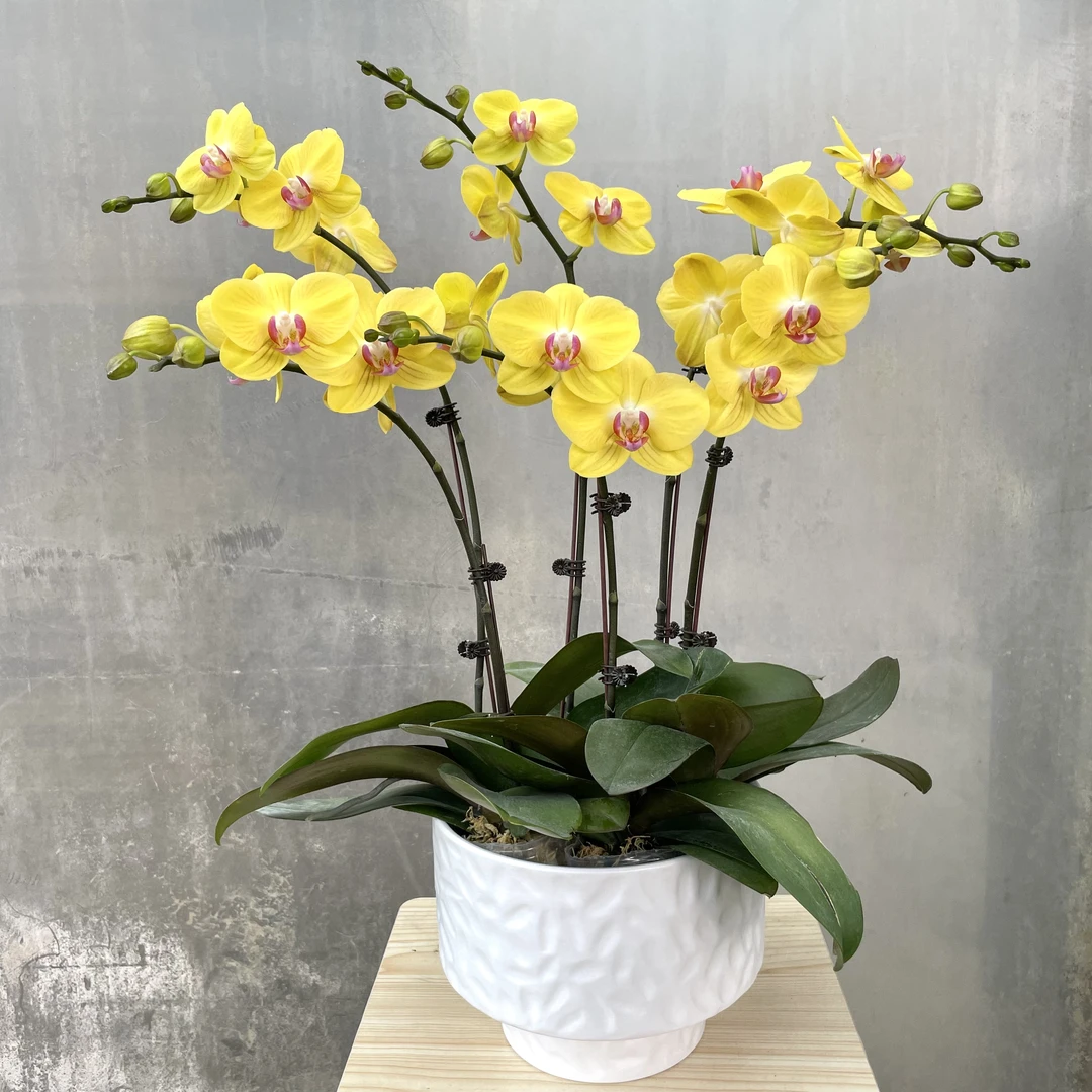 双花箭 [玉玲珑] 蝴蝶兰美观基地直发室内观赏黄色
