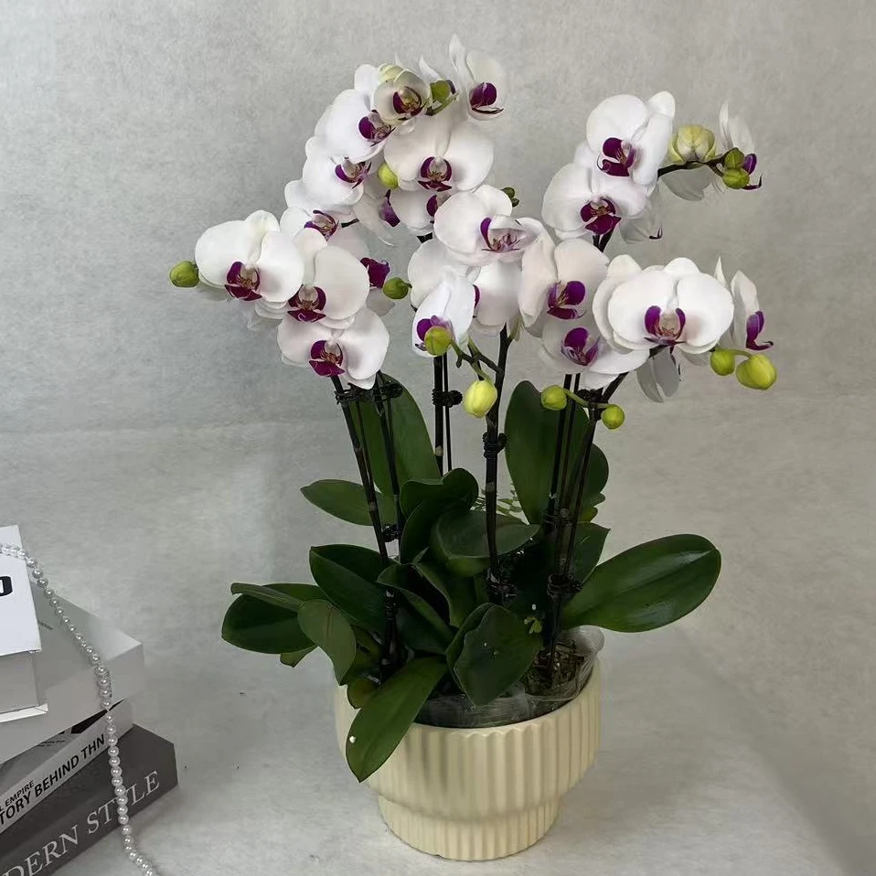 鲜花蝴蝶兰【雪域】带花带苞温柔款基地直发室内观赏花卉精品优选花