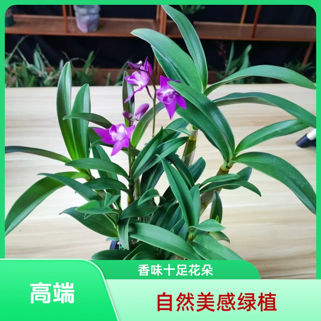 澳洲香水石斛兰盆栽浓香型绿植盆栽花卉