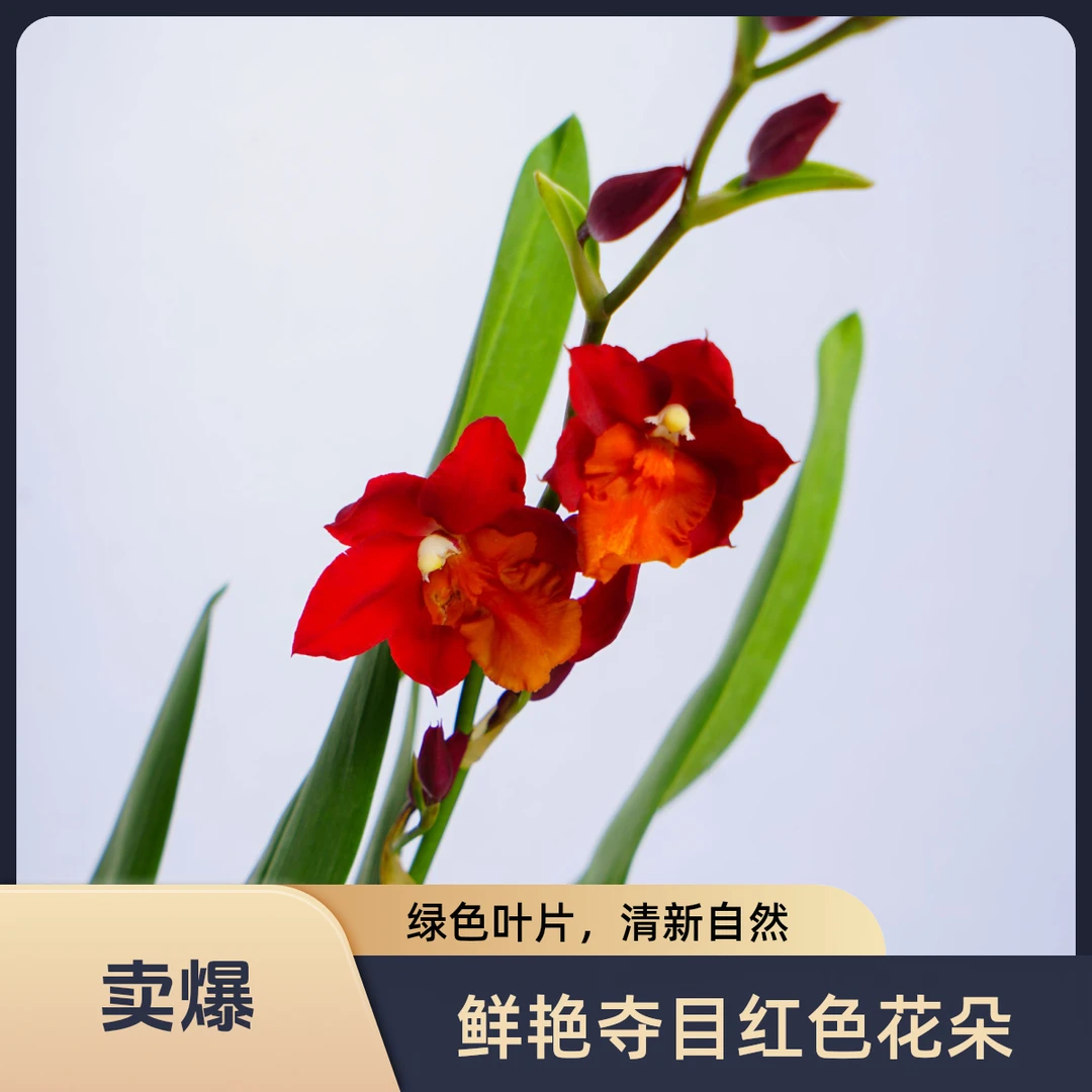 慧心兰（火凤凰）红红火火绿色花卉绿植盆栽