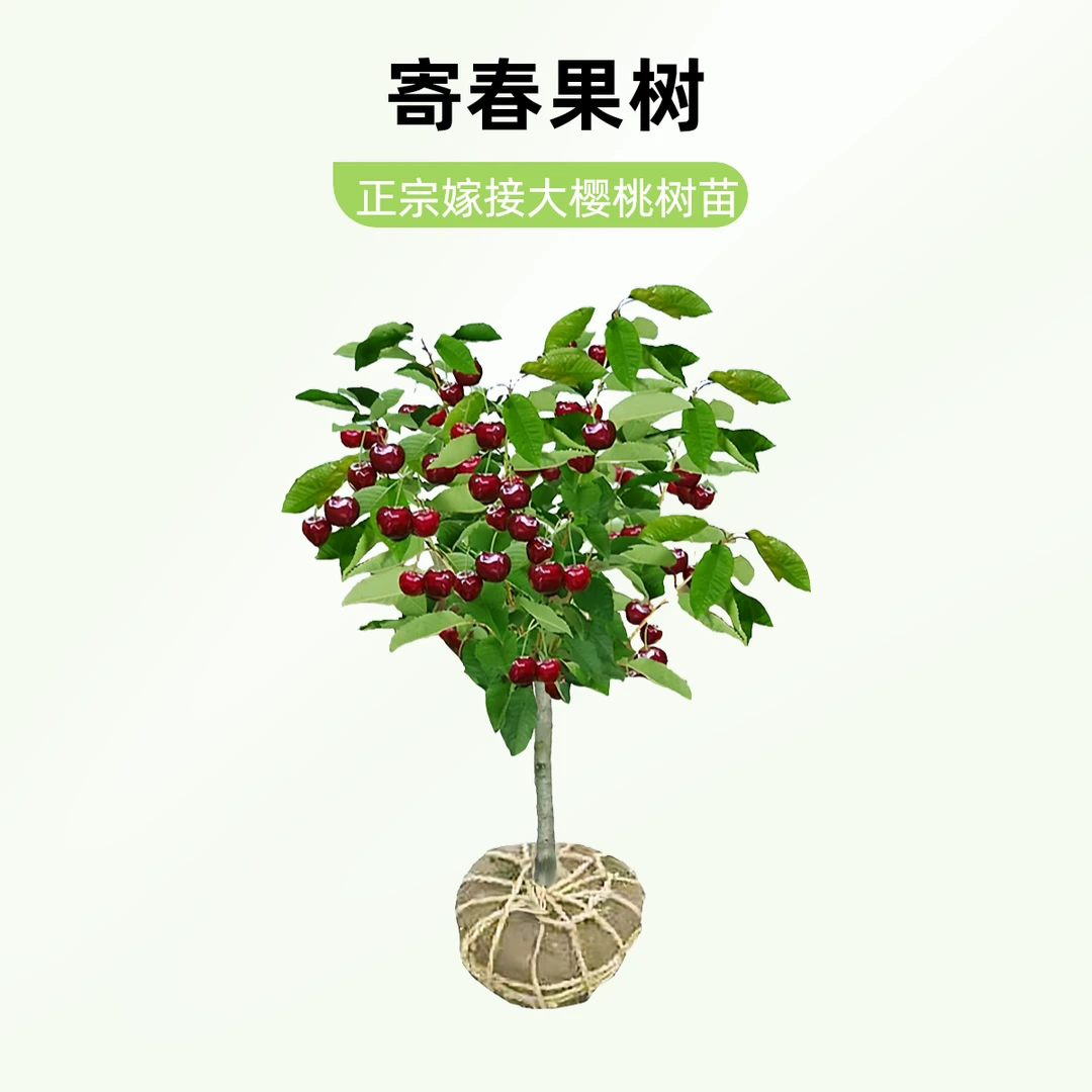 【产地批发】正宗嫁接车厘子大樱桃结果盆栽地栽水果树苗樱桃苗大果