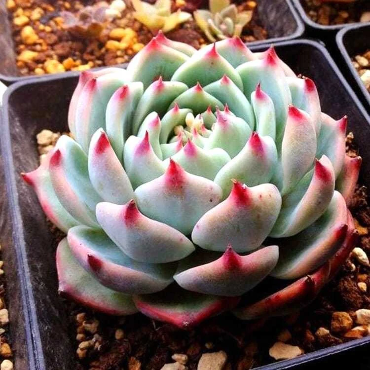 吉娃娃多肉植物带盆土发货盆栽耐旱可爱萌肉带盆土新手好养