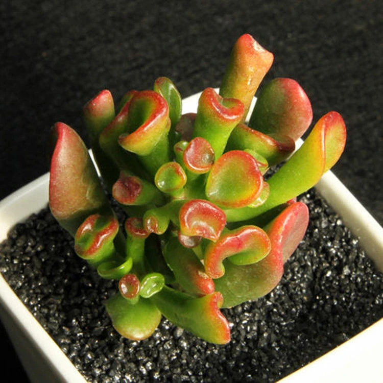 吸财树多肉植物老桩大棵盆栽观赏绿植花卉新手好养活耐旱简单