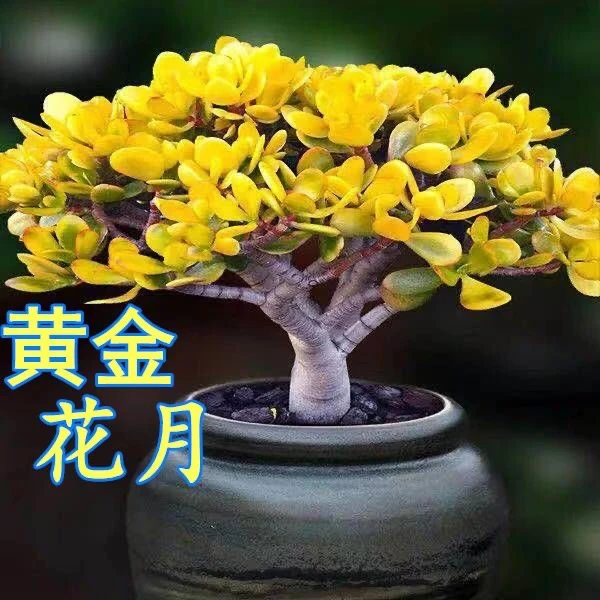 红边玉树多肉大棵盆栽黄金花月新品阳台庭院新手好养活简单植物