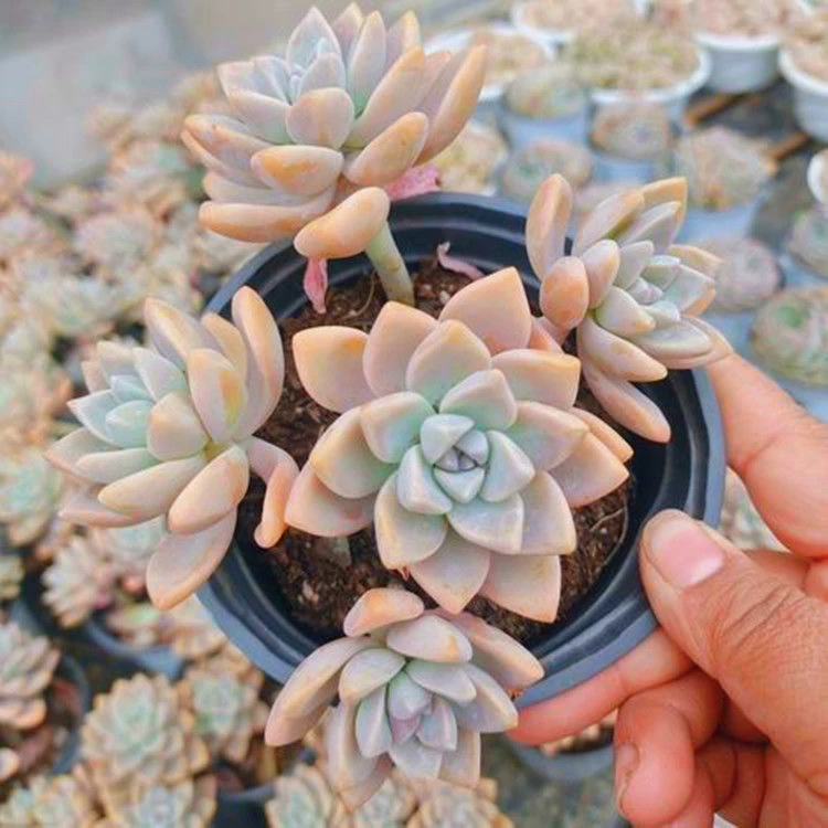 淡雪多肉植物老桩幽灵公主大棵群生绿植小盆栽新手好养活