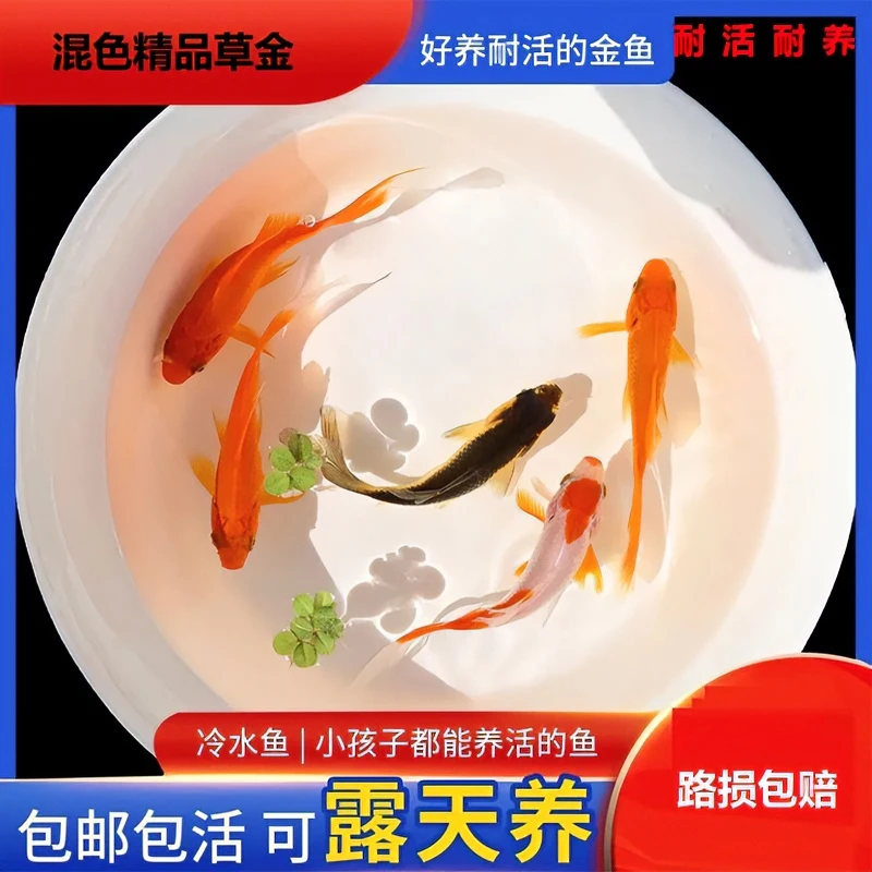 3号链接 红草金鱼粮2斤装