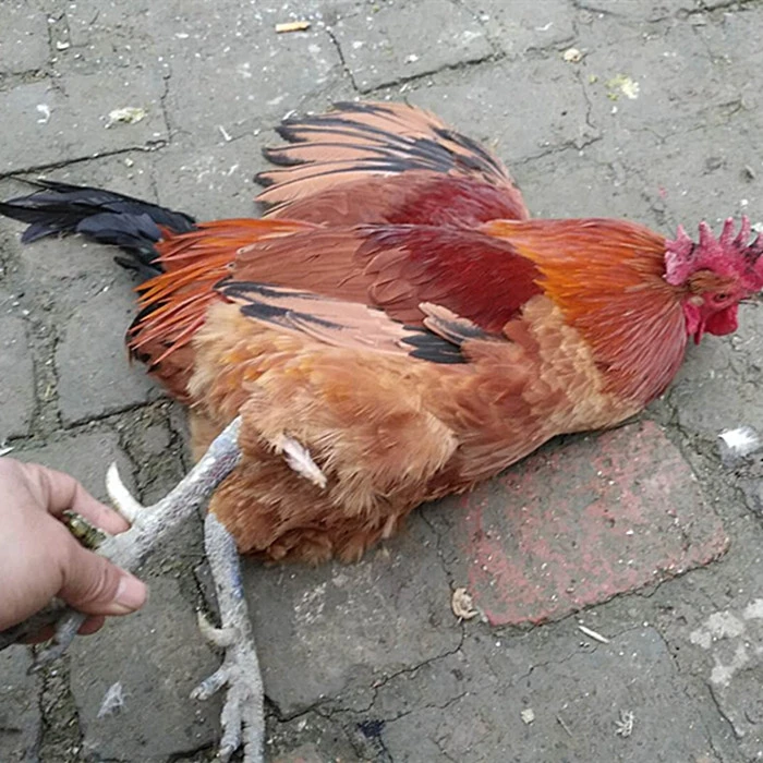 农家收土鸡现制称重