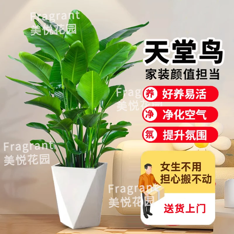 【亏米冲量】1.5-1.6米天堂鸟鹤望兰大型懒人绿植室内好养HY