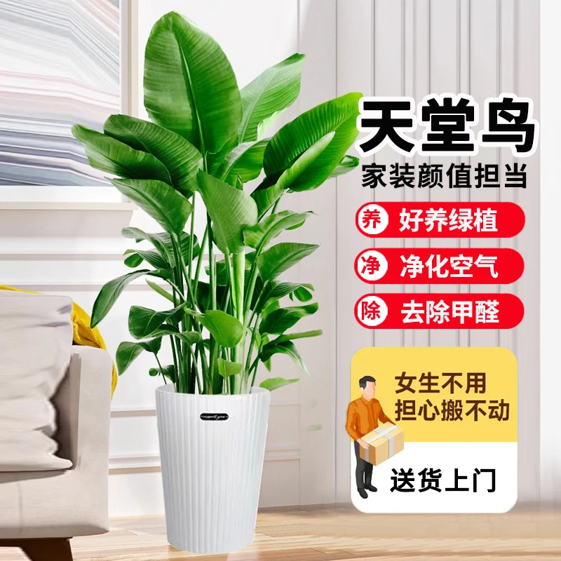 【束腰高筒盆】1.5-1.6米天堂鸟鹤望兰大型懒人绿植室内好养丨美悦