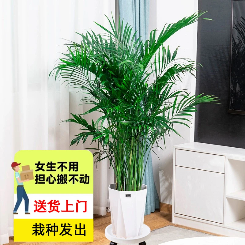 【往事随风】1.5-1.6米富贵椰子绿植盆栽落地绿植室内养护四季常青