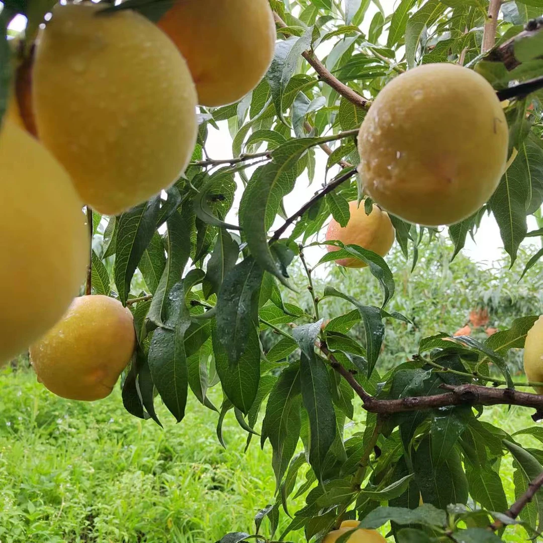 新世纪黄桃王 清脆爽口。纯甜无酸。坏果烂果包赔