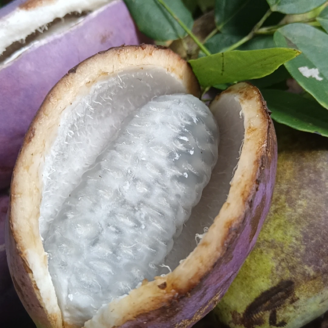 贵州野生品种八月瓜深山水果甜蜜八月炸儿时零食新鲜现发包邮