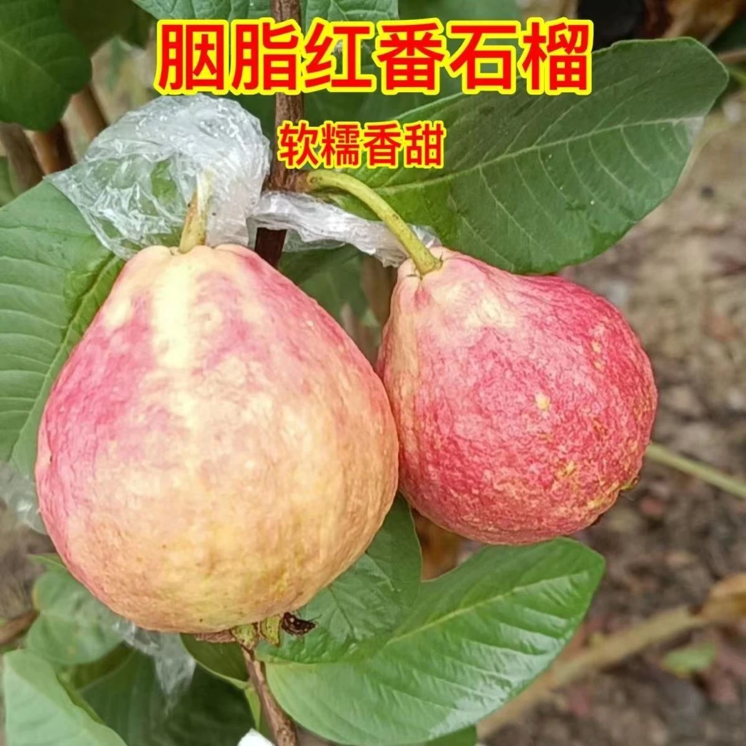 正品胭脂红珍珠芭乐苗优质杯苗