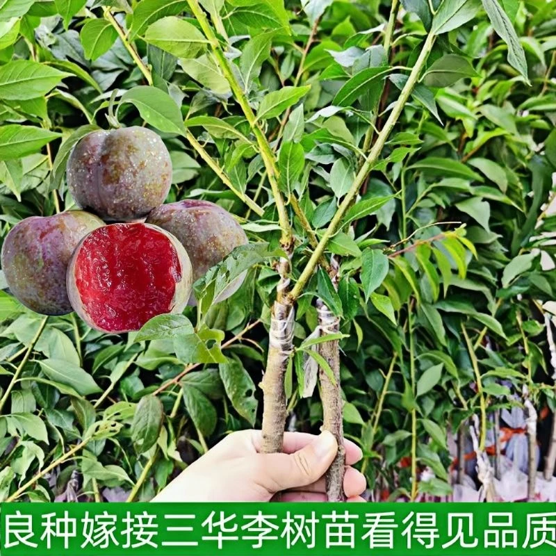 正品银妃三华李树苗杯苗