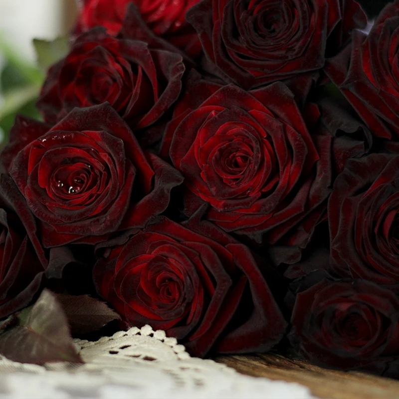 黑巴克 超新品玫瑰 暗红色大花灌木切花月季