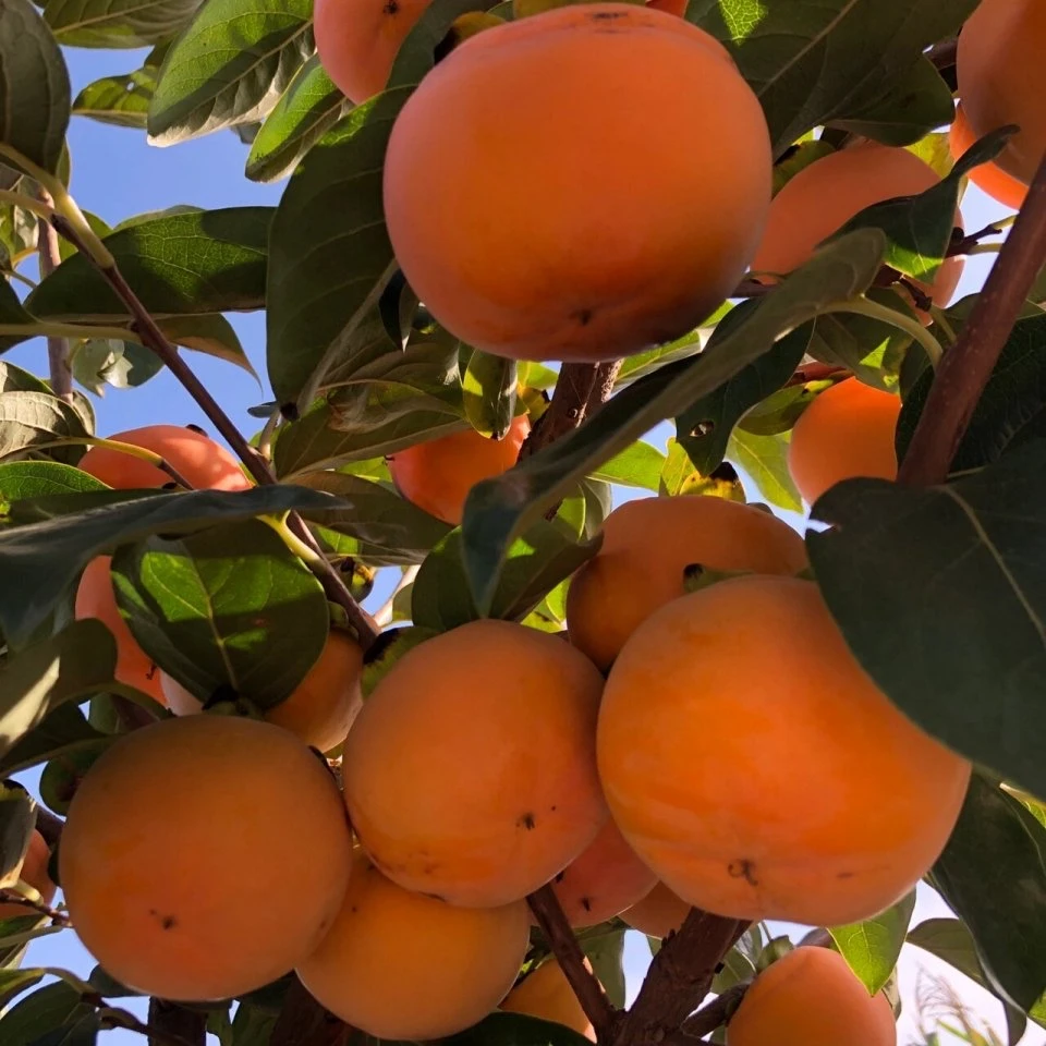 瑞禾源（太秋，阳丰，次郎）容器苗盆栽地栽庭院种植带土带叶成活高