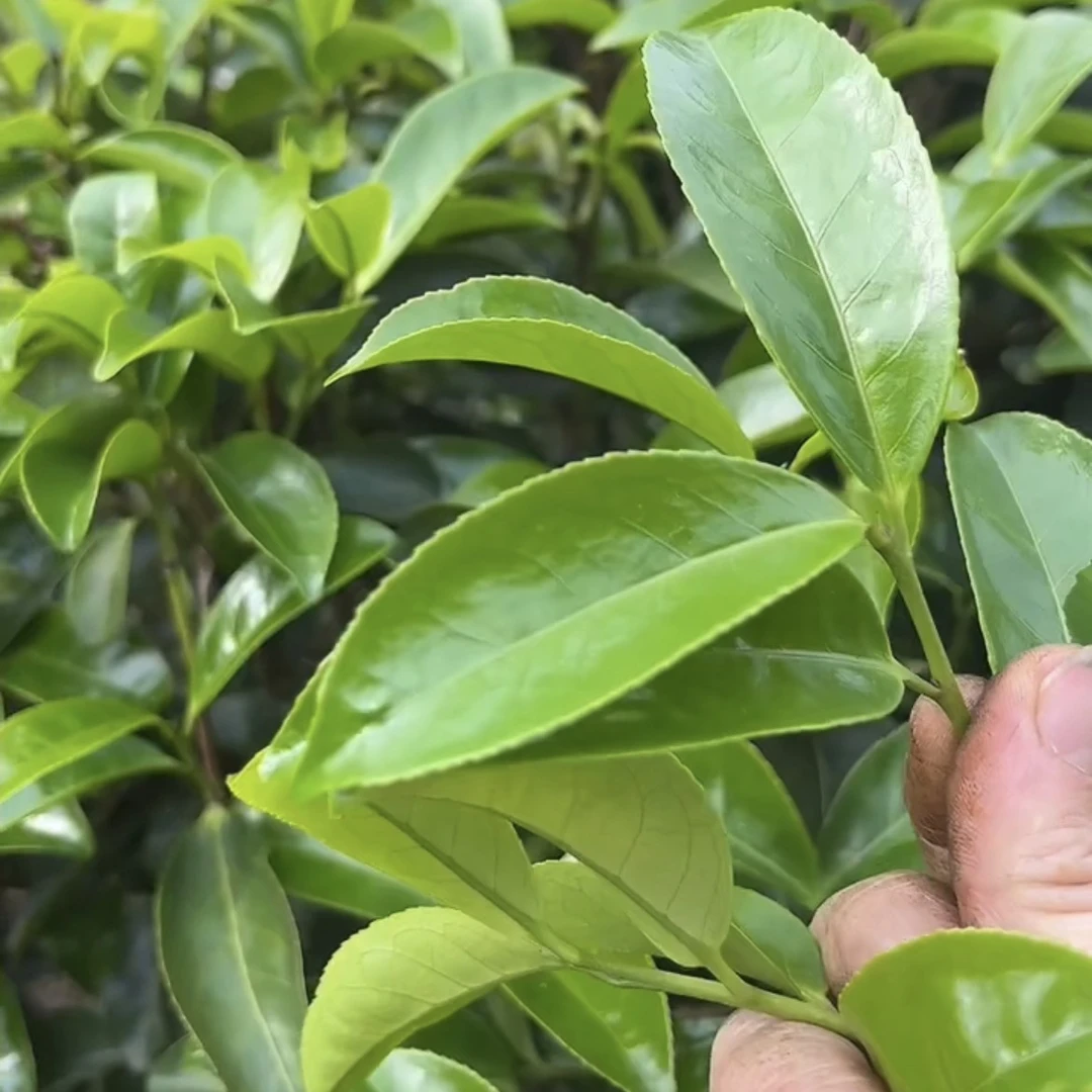 雪片鸭屎香 花香奶香单丛 网红茶鸭屎香 包装随机。