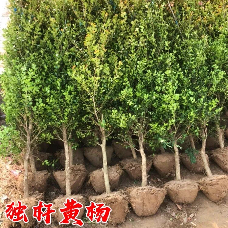 【一物一拍】独杆黄杨树苗大型盆景耐寒四季常青植物小叶瓜子黄杨苗