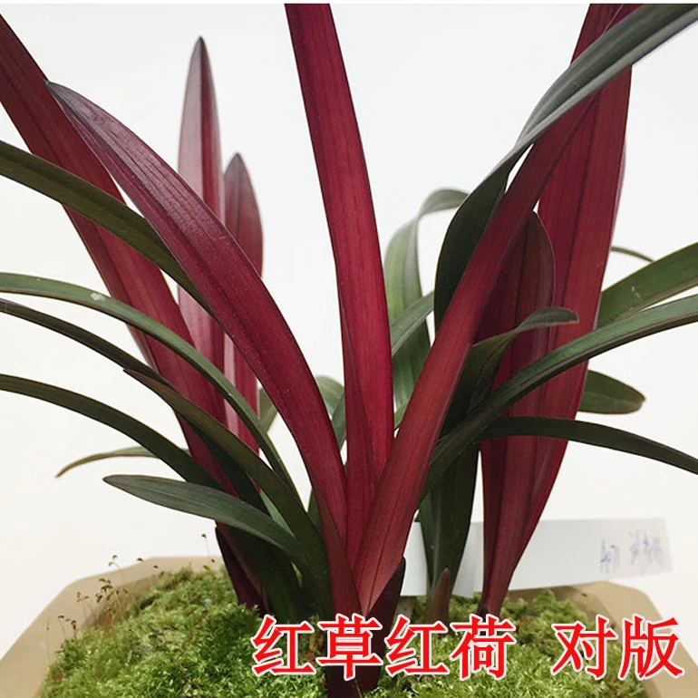 兰花建兰红草红荷网红热销三角梅蓝色中华栀子花蝴蝶兰花卉绿植