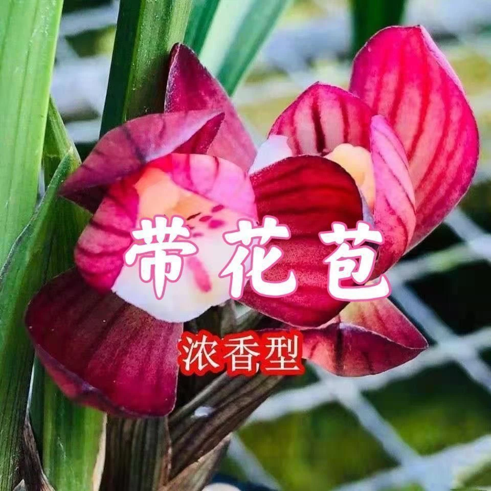 【春节赏花】全部带花苞春兰矮种型高档兰花苗浓香客厅外花卉耐寒