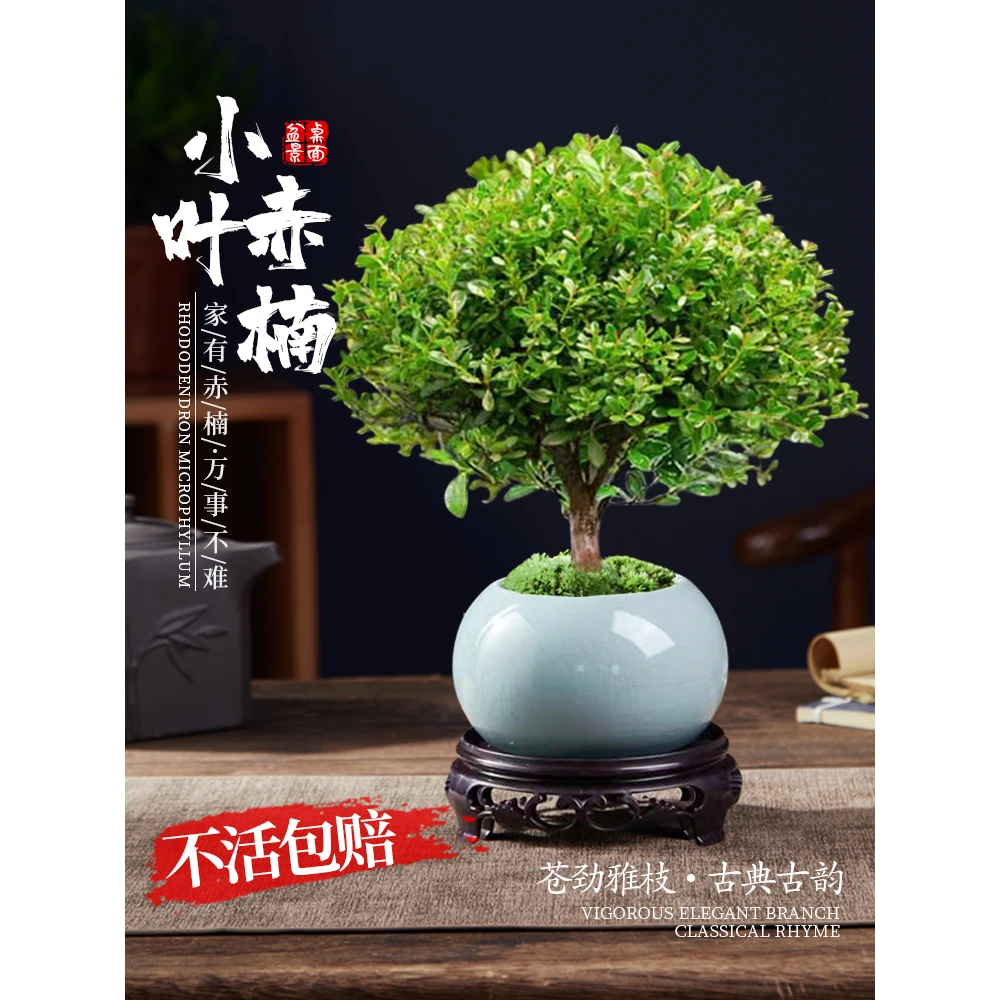 小叶赤楠老桩苗紫檀微景观水培办公室四季好养金丝楠木绿植观赏