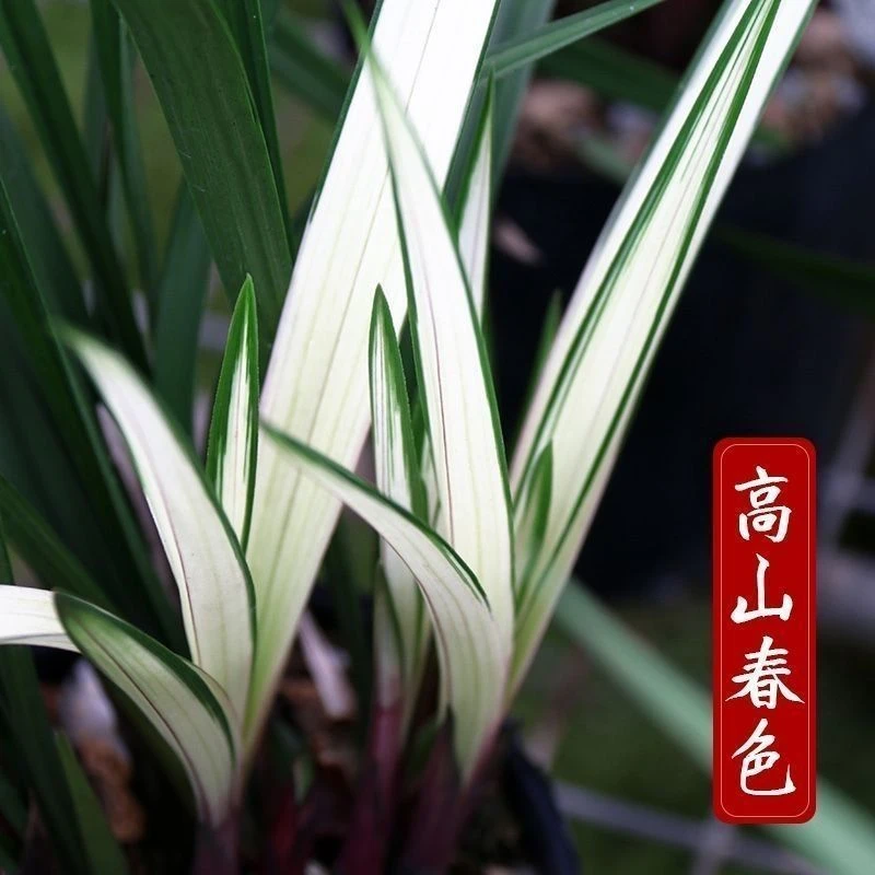 好养艺草 高山春色 建兰四季兰花艺双全 浓香型盆栽室内绿植 花卉