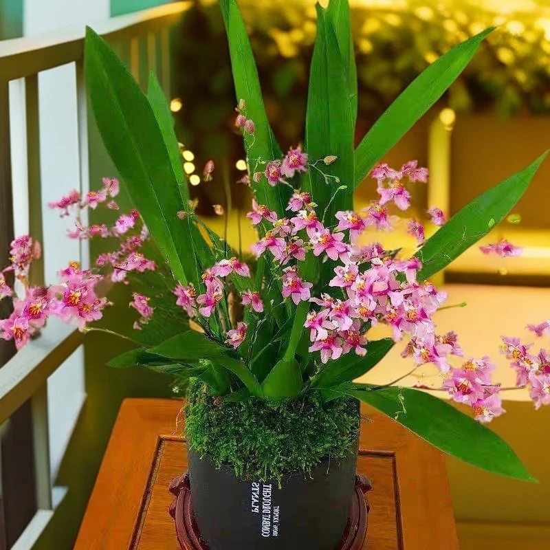 香水文心兰水培带花苞绿植盆栽办公室秋冬植物室内好养四季开花卉