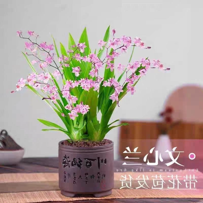 香水文心兰带花苞盆栽花卉浓香型懒人盆景矮型绿植桌面办公室植物
