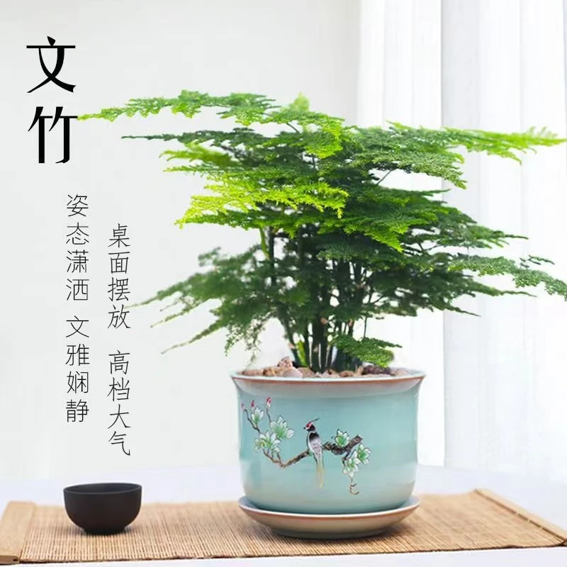 文竹盆栽室内花卉迷你绿植桌面办公室四季常青净化空气植物吸甲醛