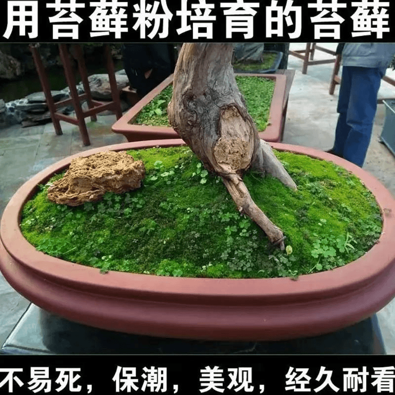 野生苔藓种子上水石吸水石盆景盆栽青苔抱子粉微景观鲜活植物种籽
