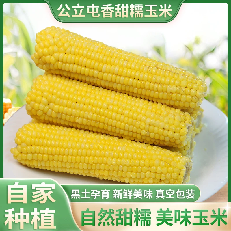 公立屯小黄粘小棒12根特惠装24年新鲜头茬东北粘玉米