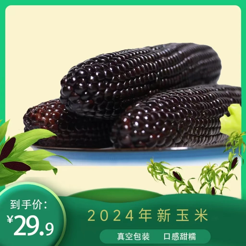公立屯黑糯玉米10根装24年新鲜采摘头茬东北粘苞米颗粒饱满