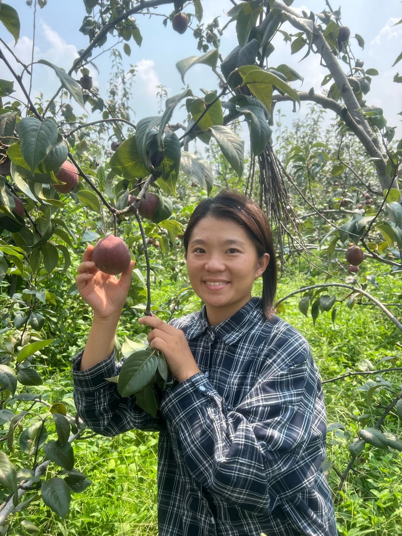 沂蒙山丑梨香甜酥脆现摘现发果园直发