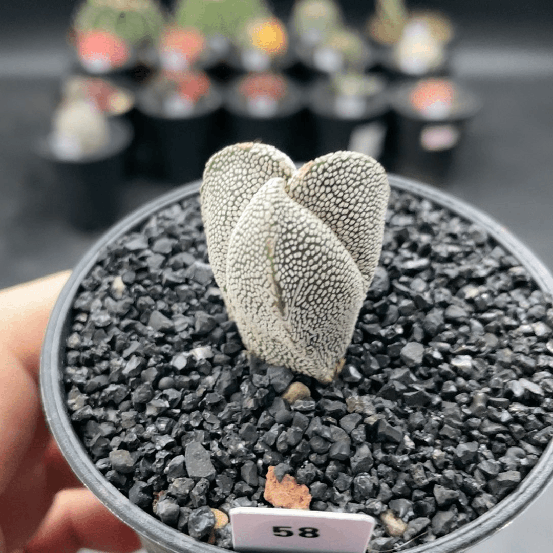 玖玩堂潮流植物三角恩冢鸾凤玉