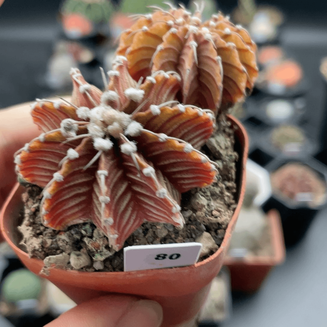 玖玩堂潮流植物皮色肋骨