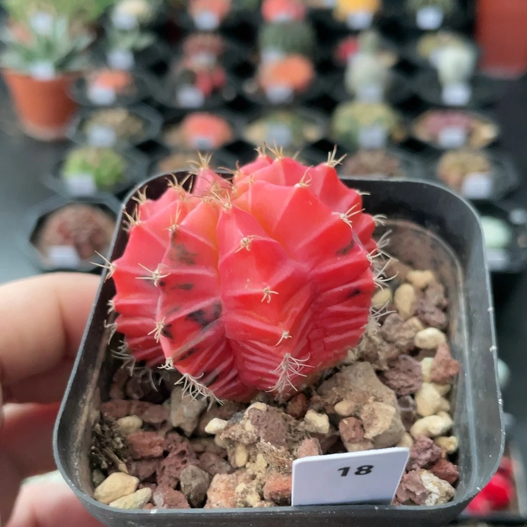 玖玩堂潮流植物米哈锦