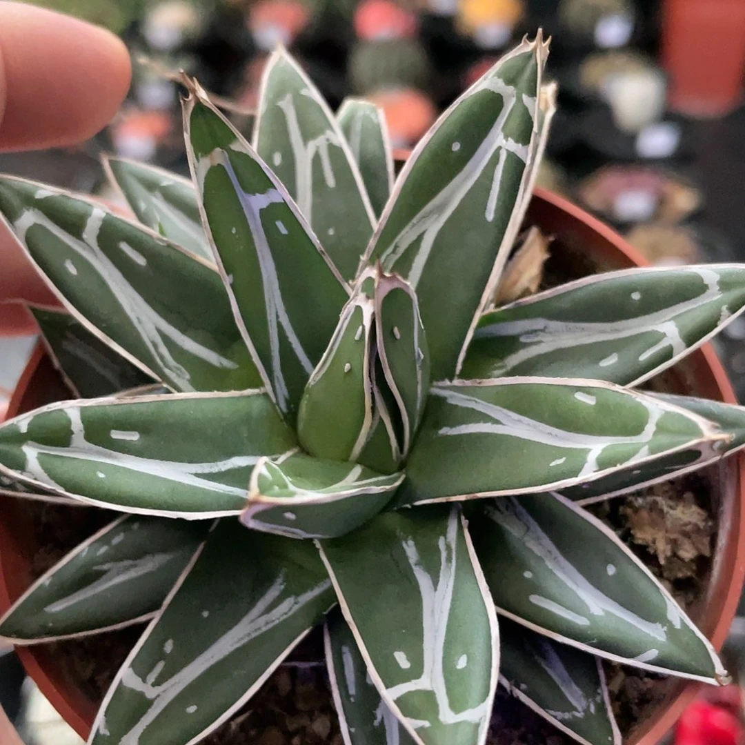 玖玩堂潮流植物龙舌兰屉之雪