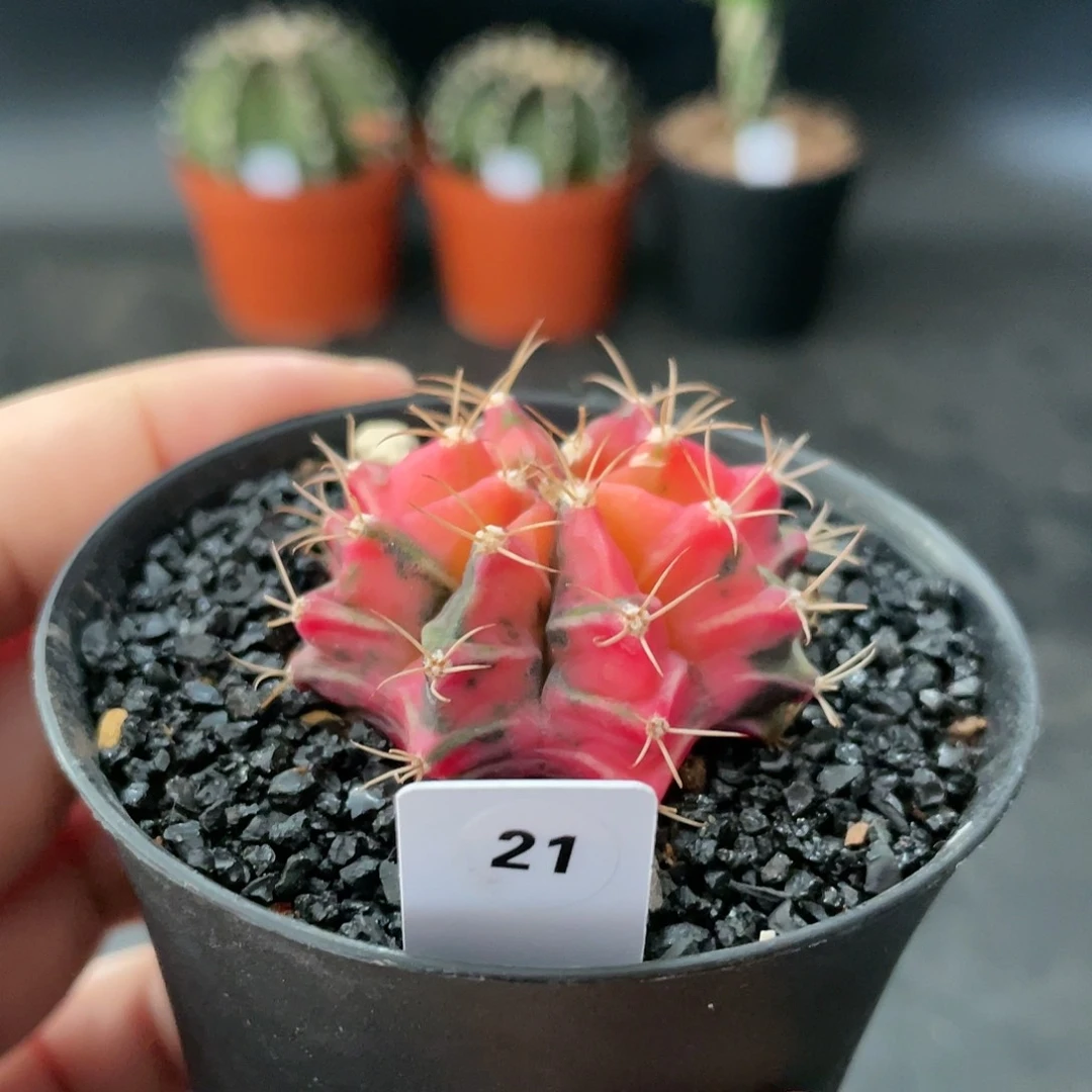 仙人球玖玩堂潮流植物米哈锦