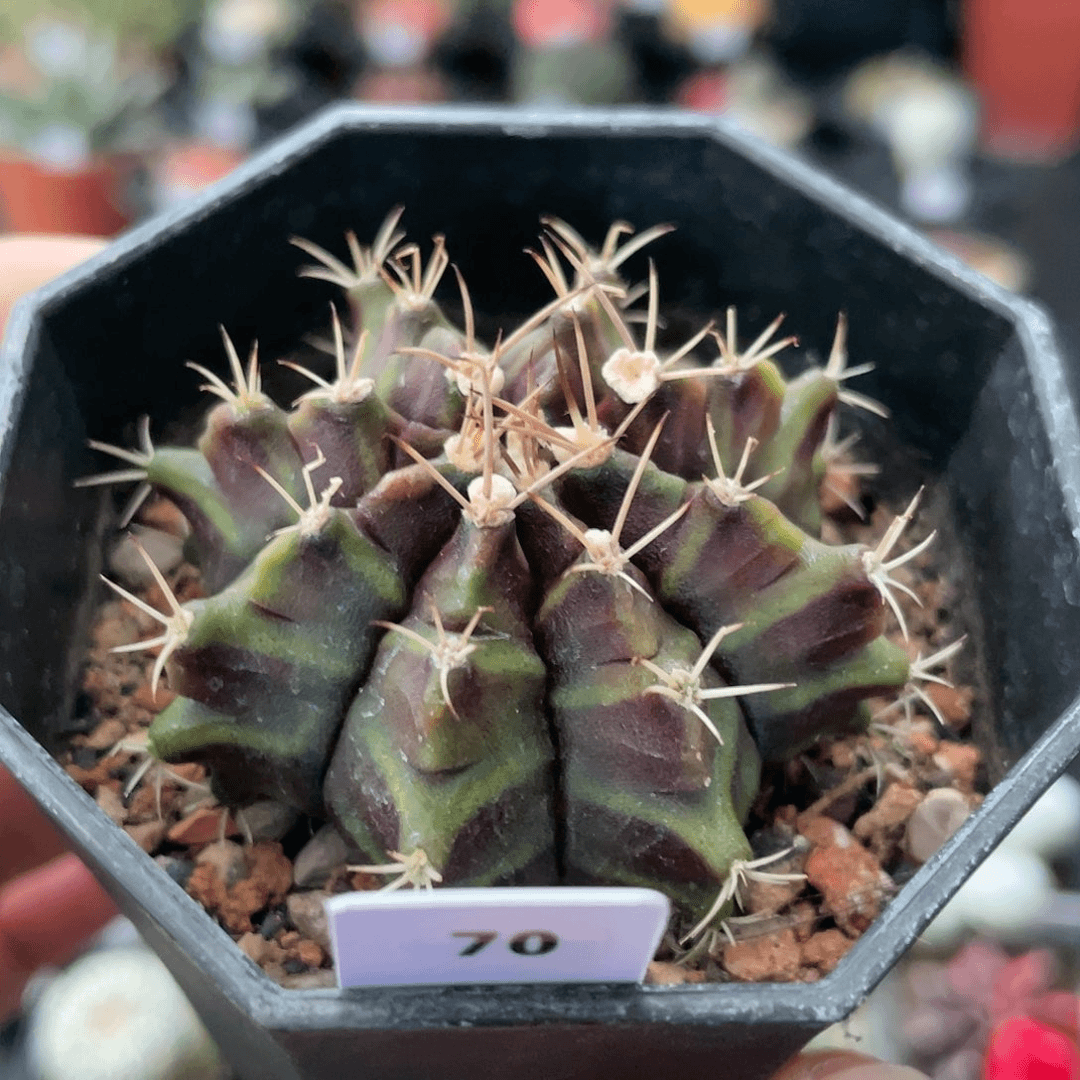 玖玩堂潮流植物龟甲美纹米哈