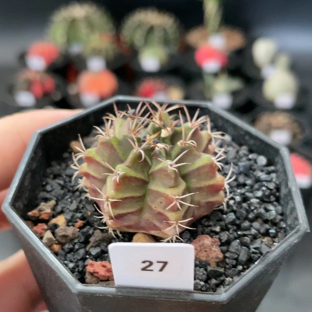 仙人球玖玩堂潮流植物皮色米哈