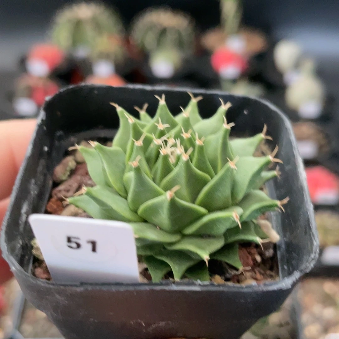 仙人球玖玩堂潮流植物帝冠