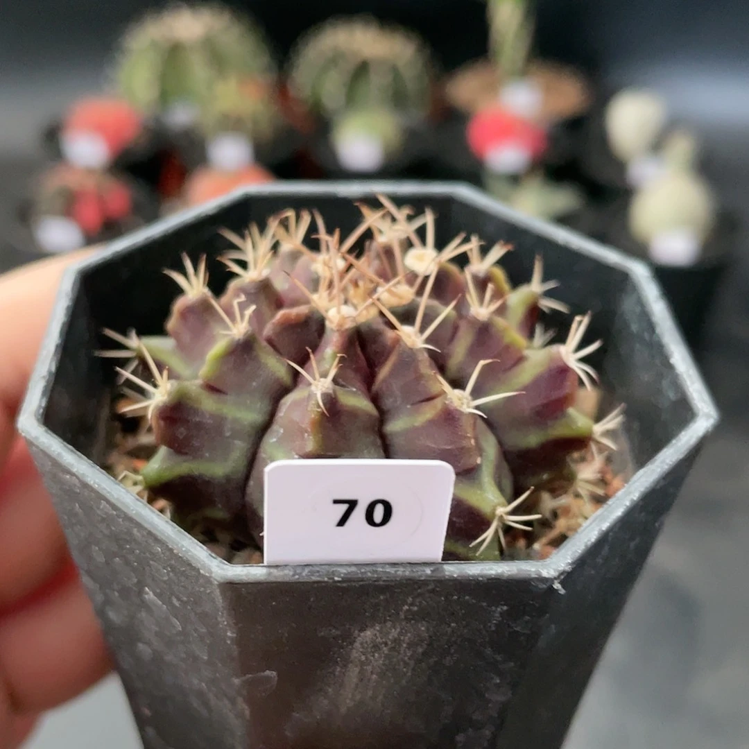 仙人球玖玩堂潮流植物美纹米哈