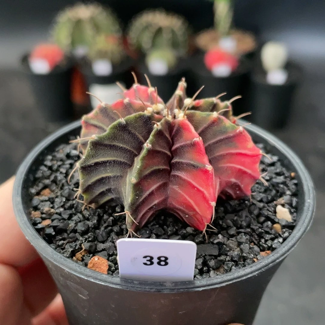 仙人球玖玩堂潮流植物肋骨锦