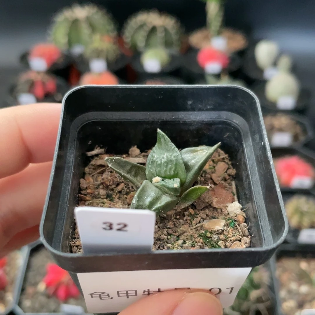仙人球玖玩堂潮流植物龟甲牡丹小苗