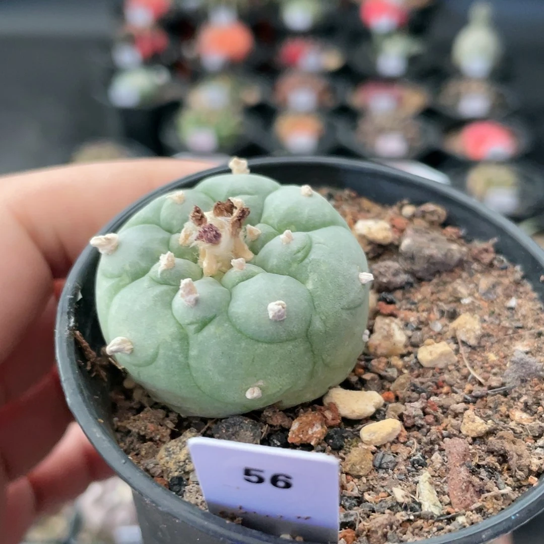仙人球玖玩堂潮流植物鱼蛋