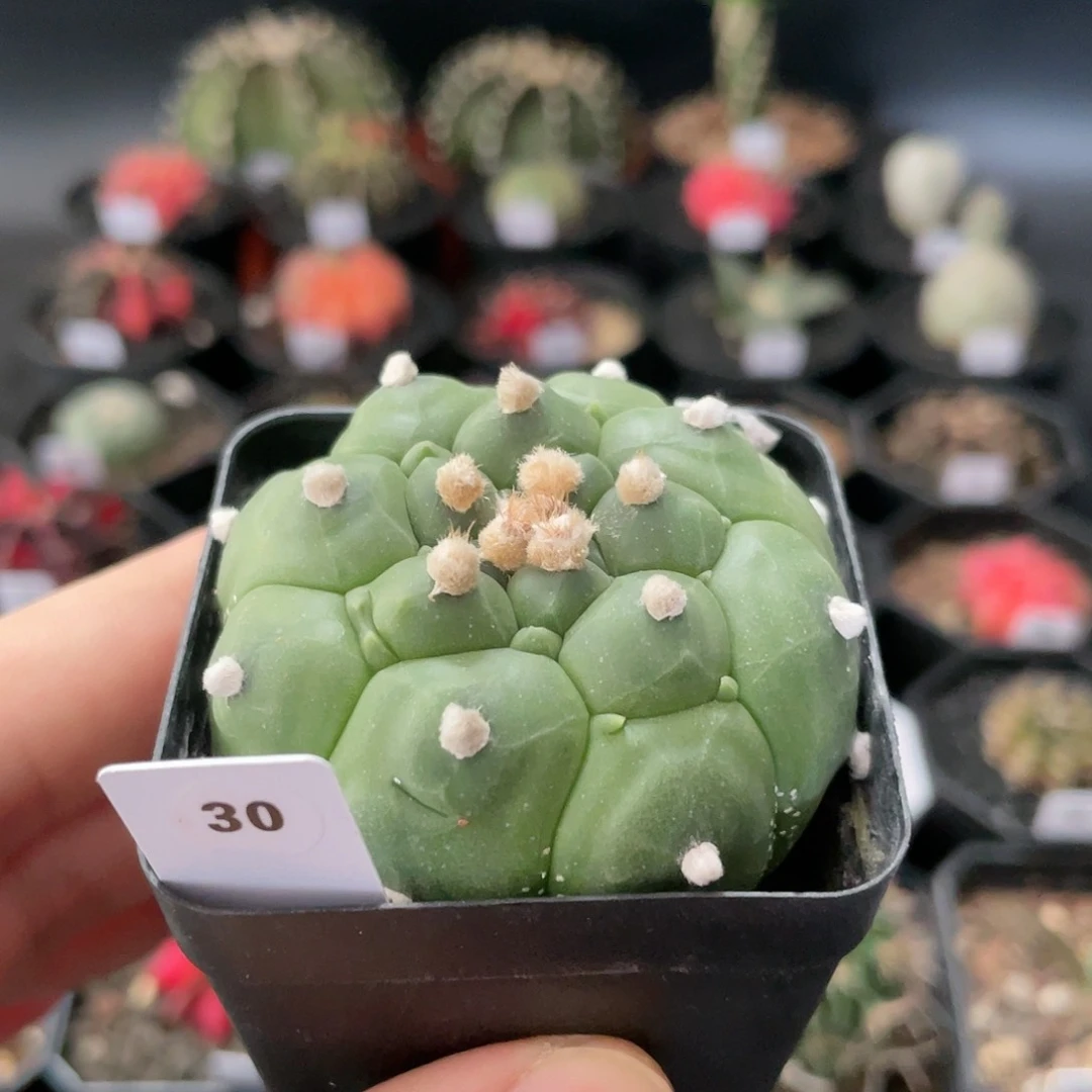 仙人球玖玩堂潮流植物龟甲兜