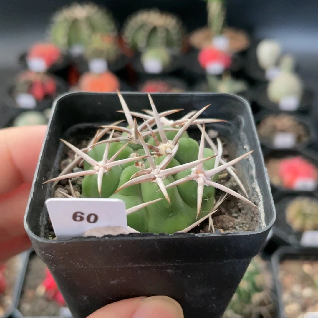 仙人球玖玩堂潮流植物碧岩玉
