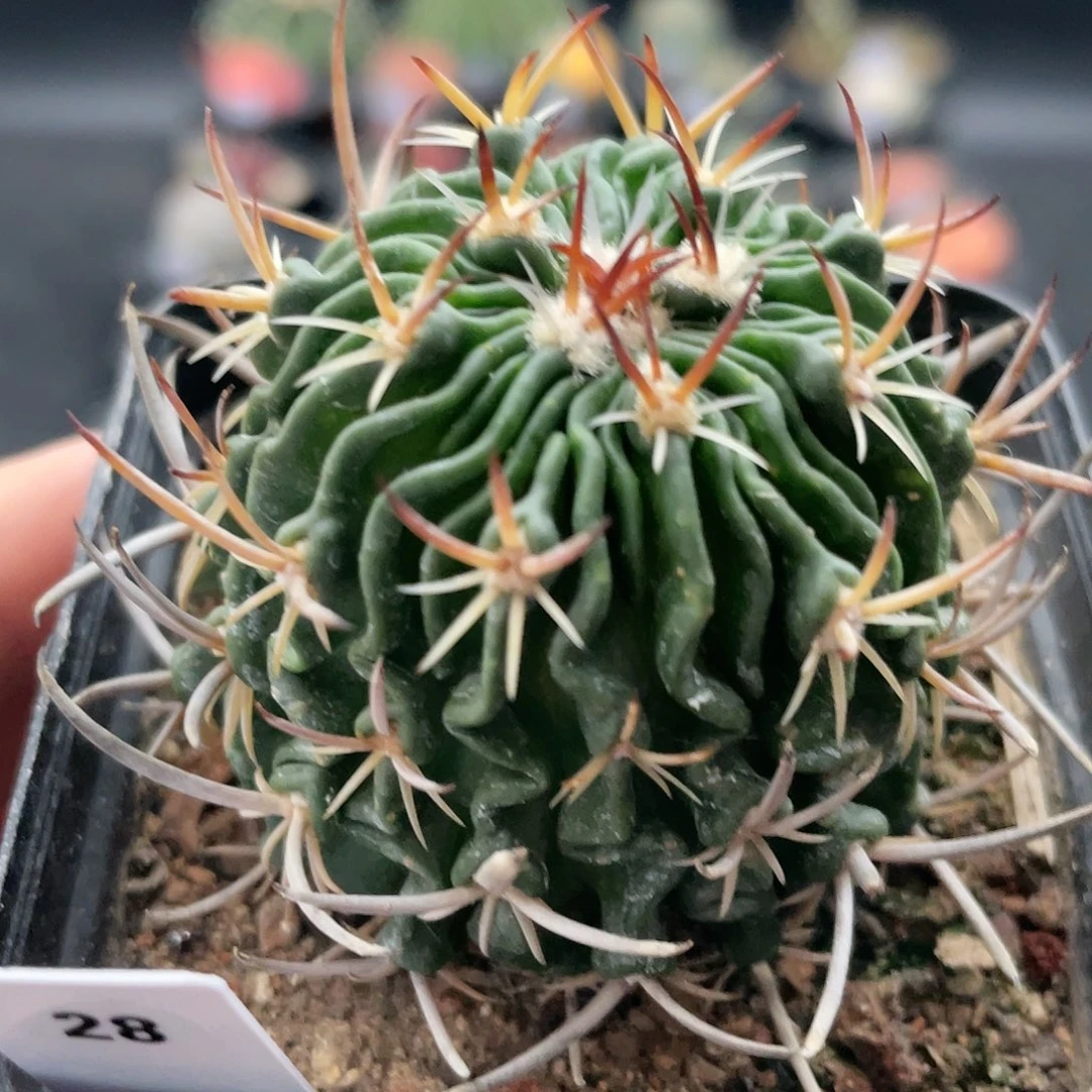 玖玩堂潮流植物狂刺正午玉