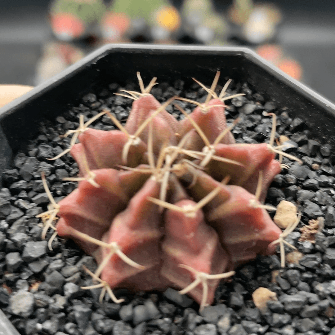 玖玩堂潮流植物皮色米哈